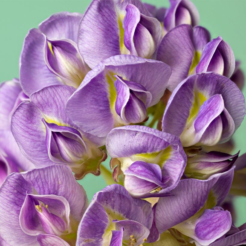 Wisteria frutescens (Flowering)