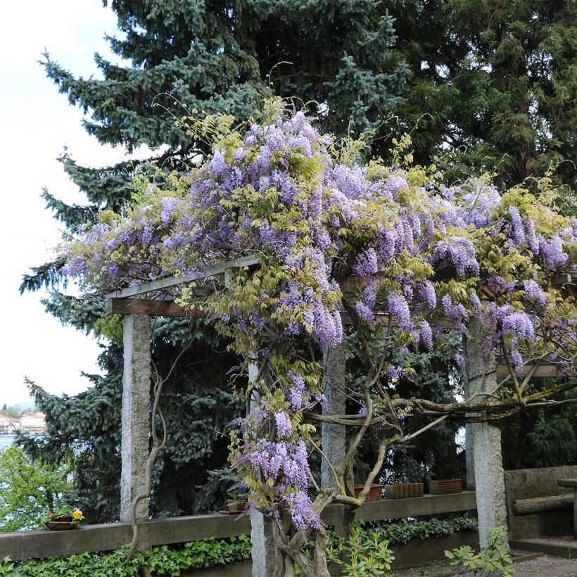 Wisteria frutescens (Plant habit)