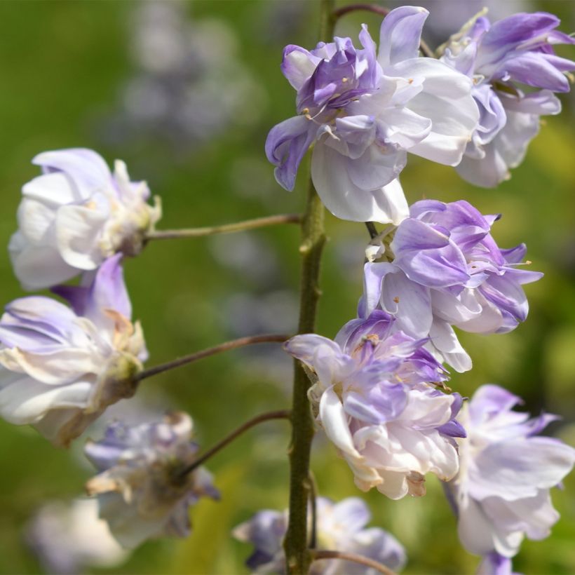 Wisteria floribunda Ed's Blue Dragon (Flowering)