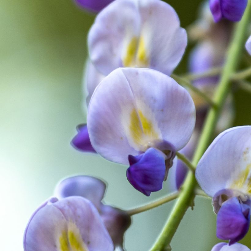 Wisteria floribunda Premature (Flowering)