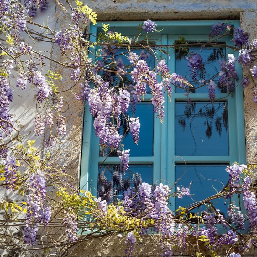 Wisteria floribunda Premature (Plant habit)