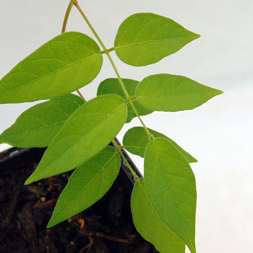 American Groundnut - Apios americana (Foliage)