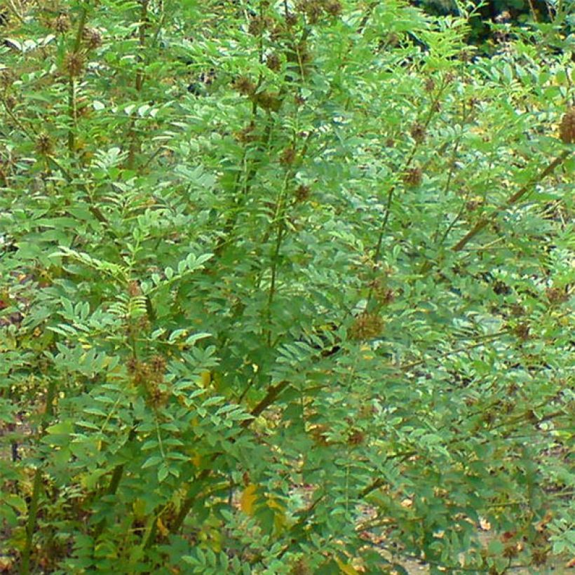 Glycyrrhiza glabra - Liquorice (Foliage)