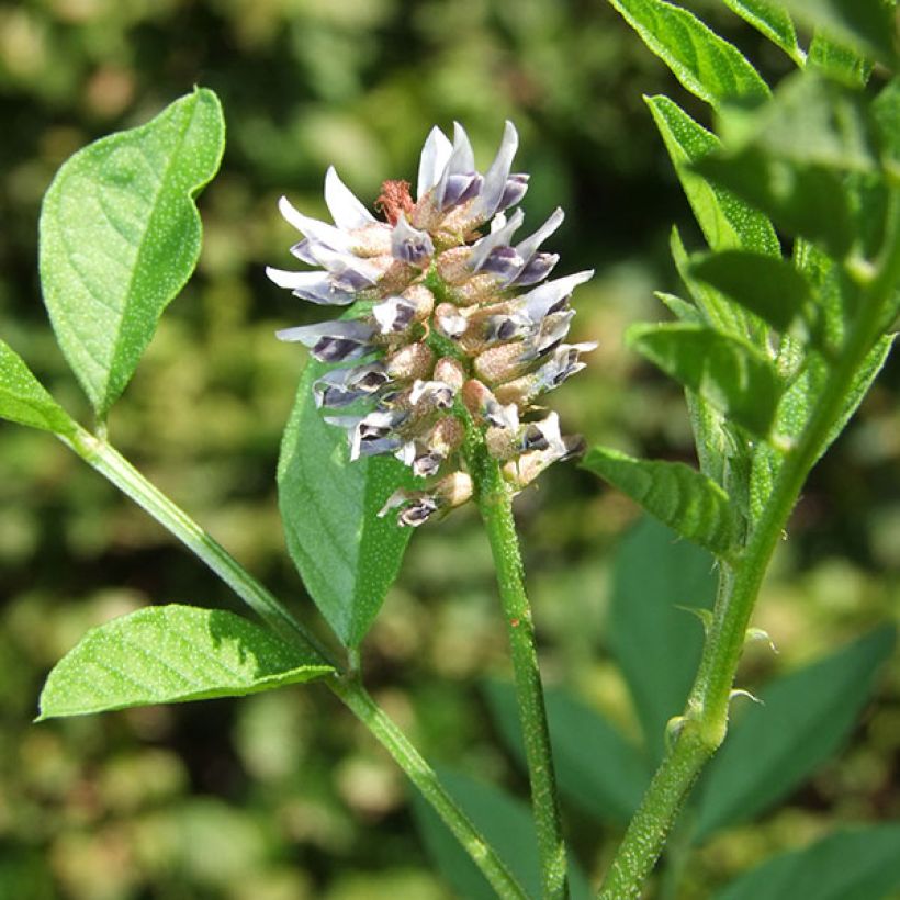 Glycyrrhiza glabra - Liquorice (Flowering)