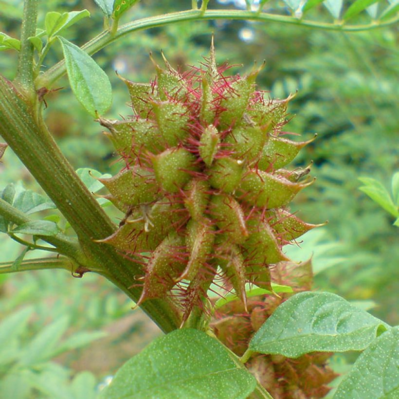 Glycyrrhiza glabra - Liquorice (Harvest)