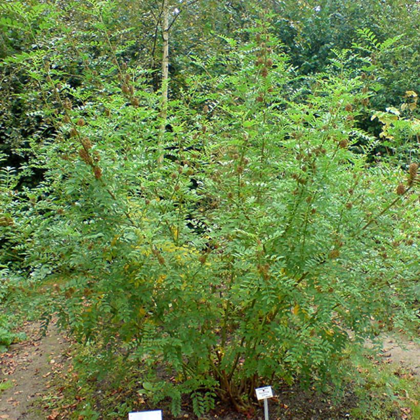 Glycyrrhiza glabra - Liquorice (Plant habit)