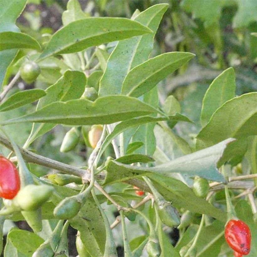 Lycium barbarum Big Lifeberry (Foliage)