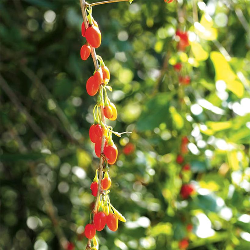 Lycium barbarum Instant Success (Harvest)