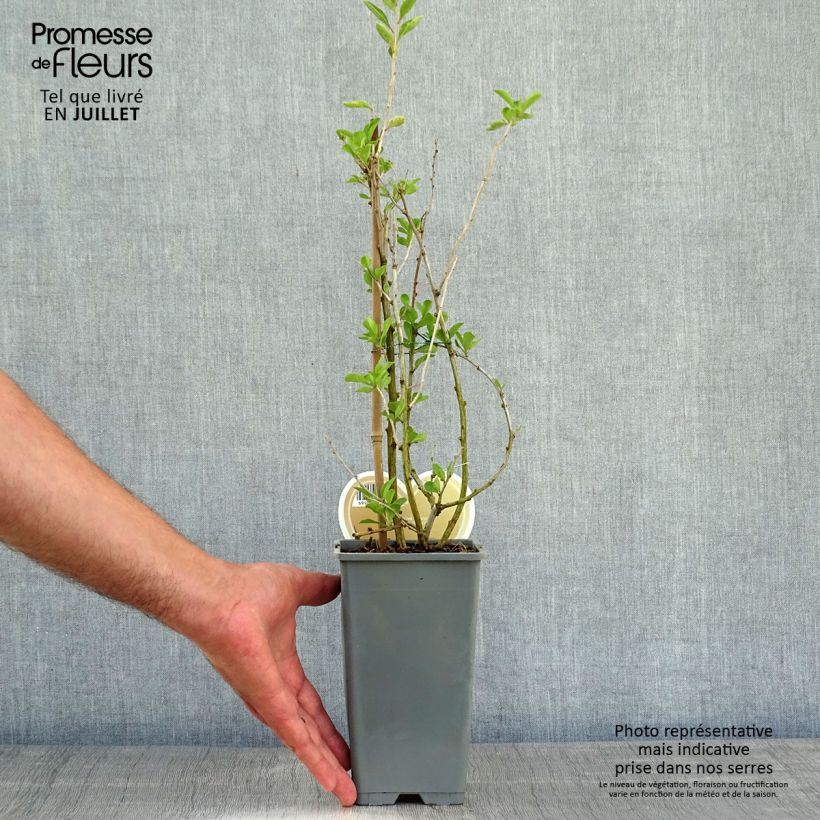 Lycium barbarum Instant Success 1.5L/2L pot sample as delivered in summer