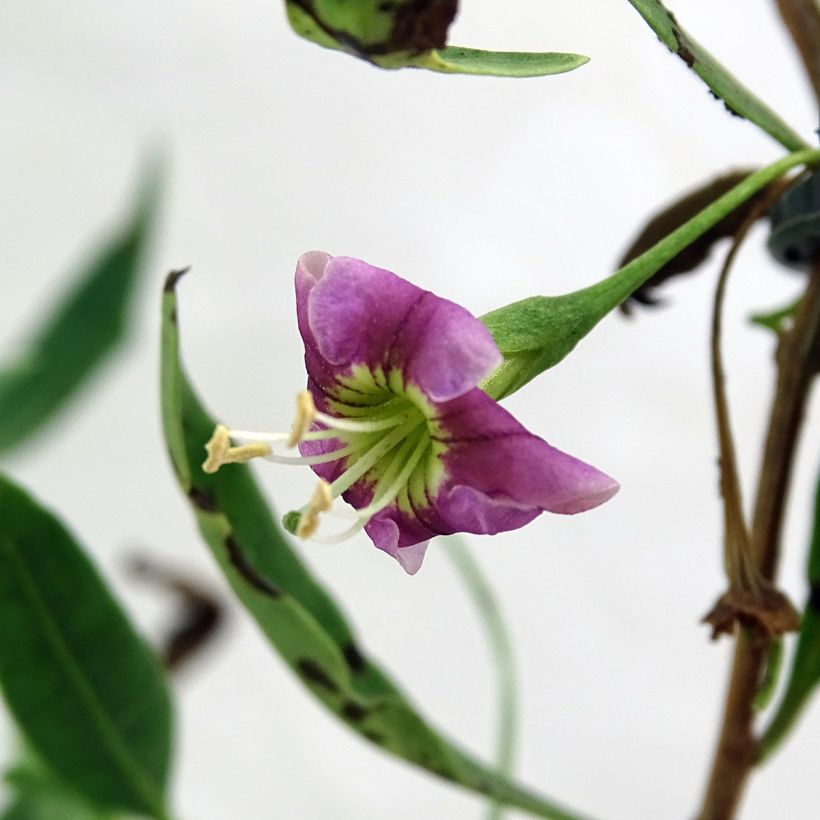 Lycium barbarum Princess Tao FPW03 (Flowering)