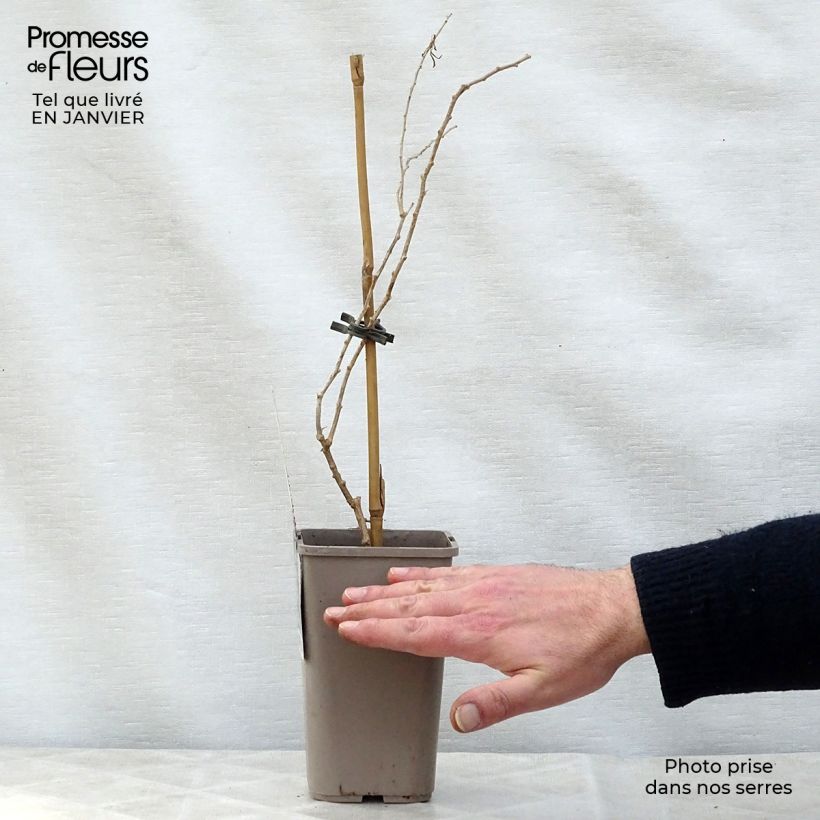 Lycium barbarum Princess Tao FPW03 1L/1.5L pot, Clump sample as delivered in winter