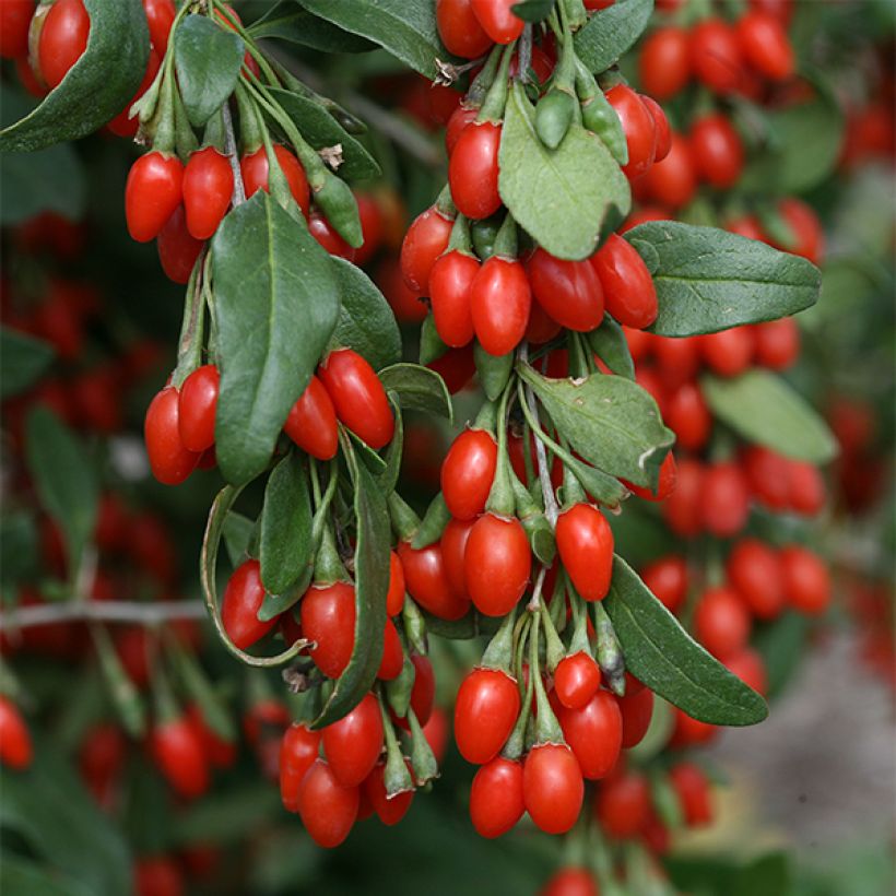 Lycium barbarum Sweet Lifeberry (Flowering)