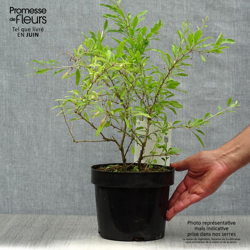 Lycium barbarum Sweet Lifeberry 1.5L/2L pot, Clump sample as delivered in summer