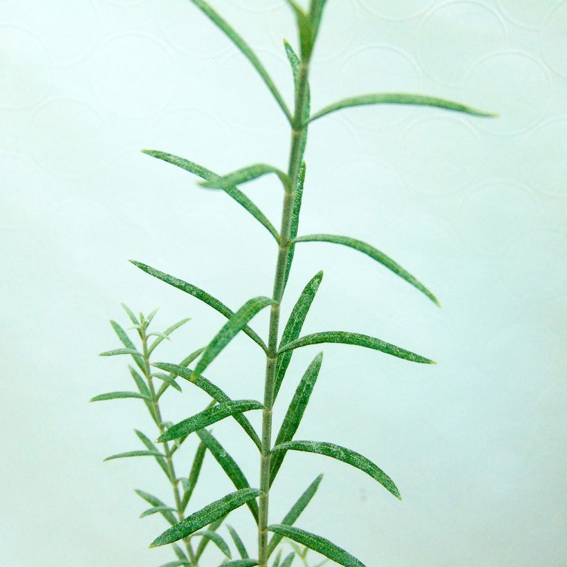 Gomphostigma virgatum White Candy (Foliage)