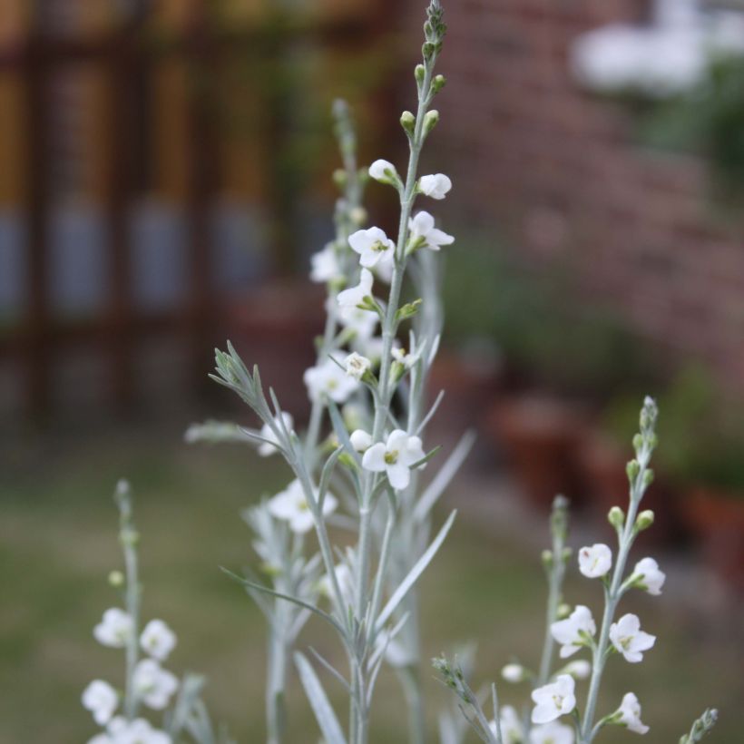 Gomphostigma virgatum White Candy (Flowering)