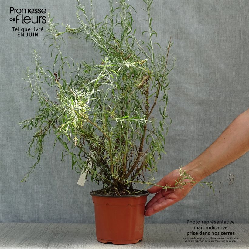 Gomphostigma virgatum White Candy 2L/3L pot sample as delivered in summer