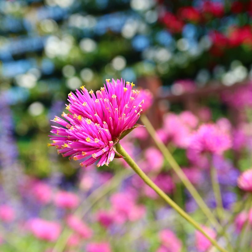 Gomphrena pulchella Truffula Pink (Flowering)