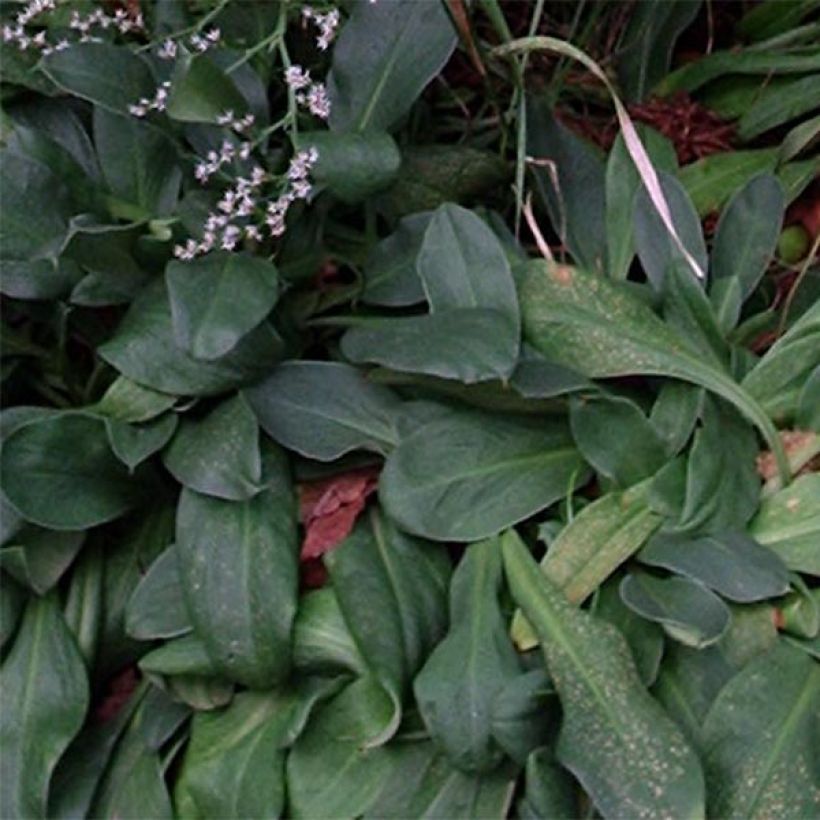 Goniolimon tataricum (Foliage)