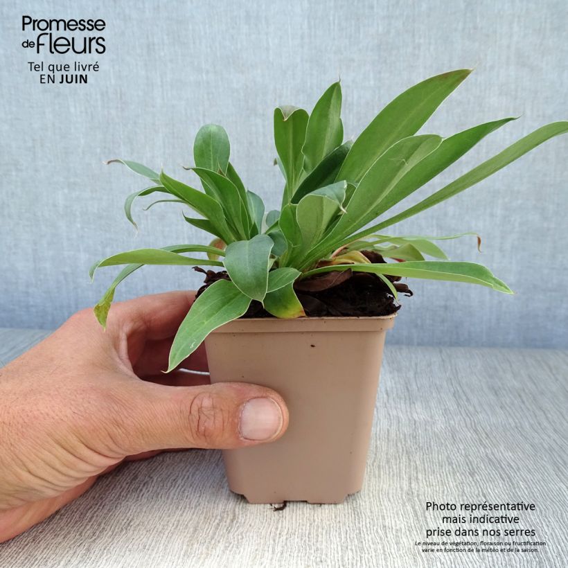 Goniolimon tataricum 8/9 cm pot sample as delivered in summer