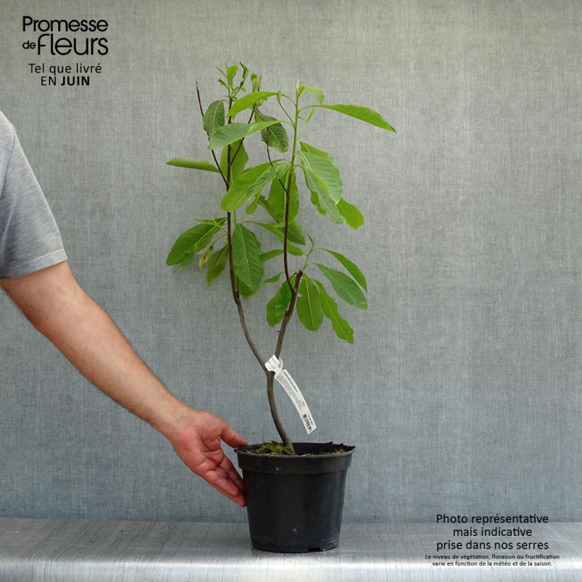 Gordlinia grandiflora 3L/4L pot sample as delivered in summer