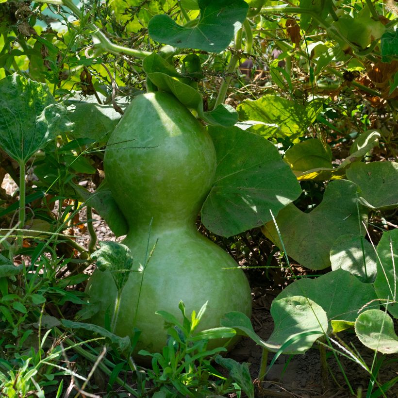 Lagenaria siceraria Pélerine (Foliage)