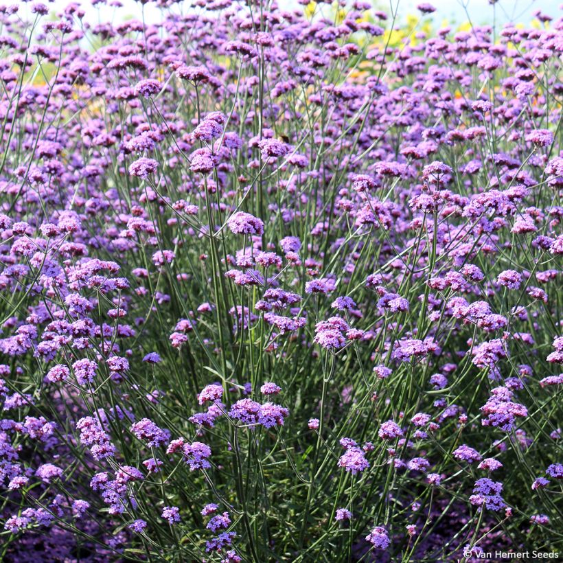 Verbena bonariensis Vanity - seeds (Plant habit)