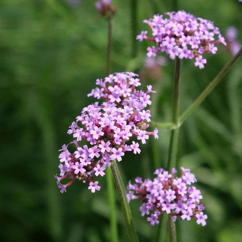 Verbena bonariensis Vanity - seeds (Flowering)