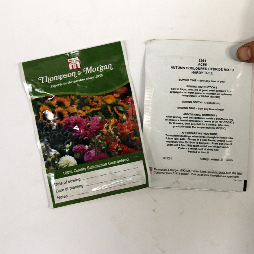 Example of Acer palmatum Autumn Coloured Hybrids Mixed - Japanese Maple per pack of 20 seeds specimen as delivered