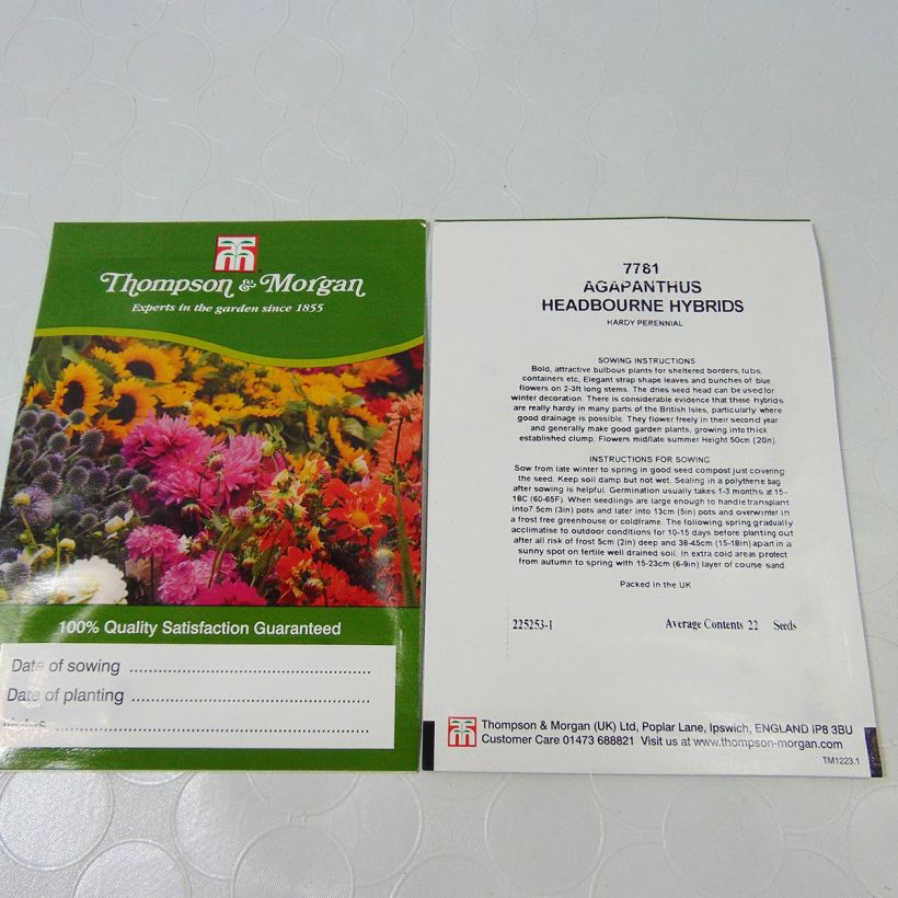Example of Agapanthus Headbourne hybrids - Lily of the Nile seeds per pack of 22 seeds specimen as delivered