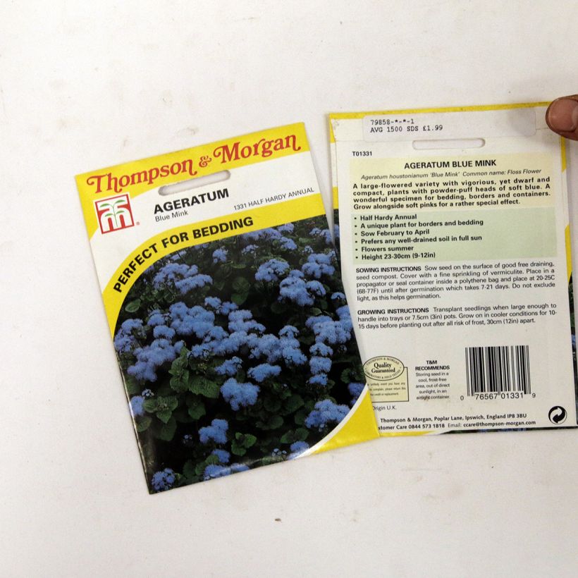 Example of Ageratum houstonianum Blue Mink - Bluemink specimen as delivered