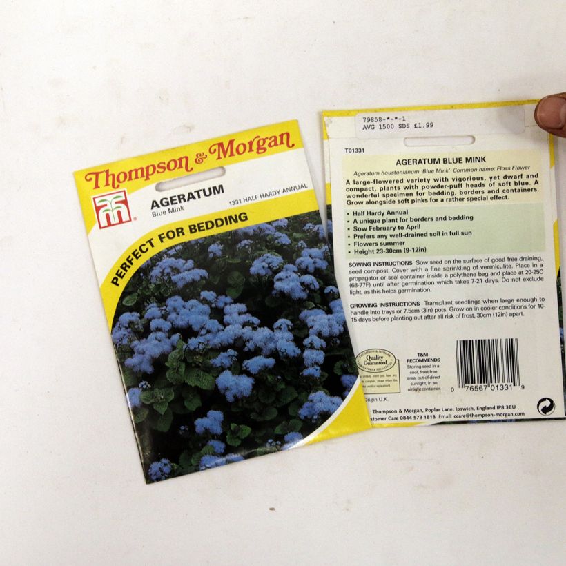 Example of Ageratum houstonianum Blue Mink - Bluemink per pack of 1500 seeds specimen as delivered