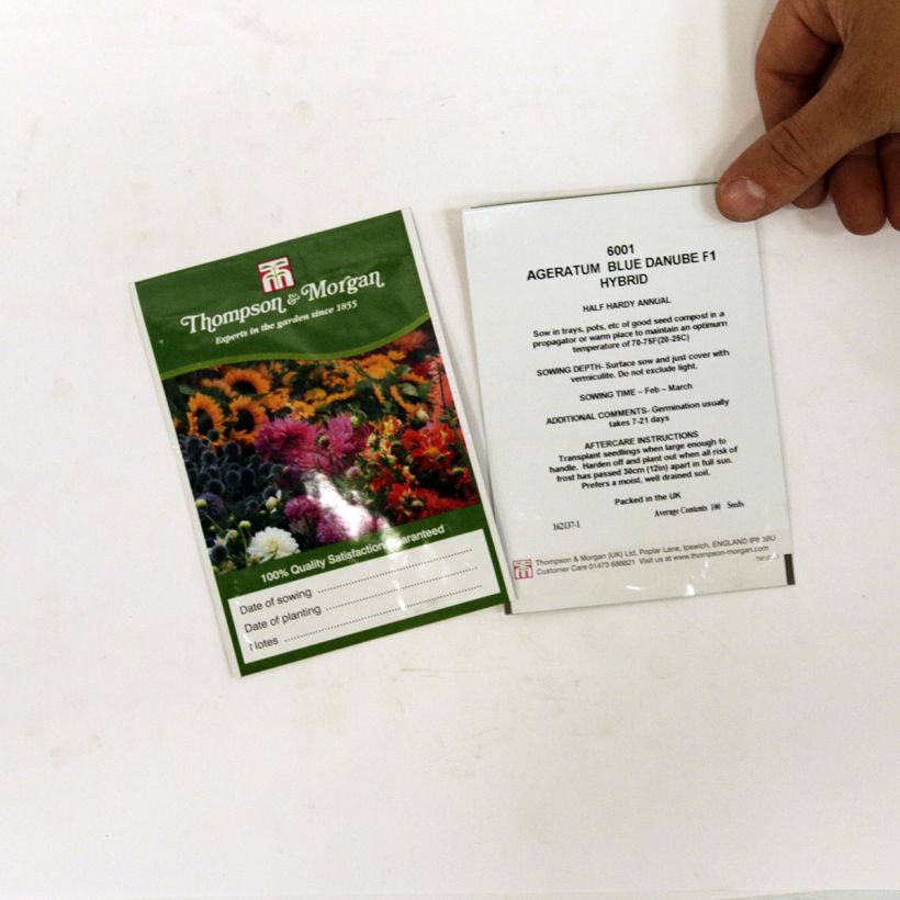 Example of Ageratum Blue Danube F1 per pack of 100 seeds specimen as delivered