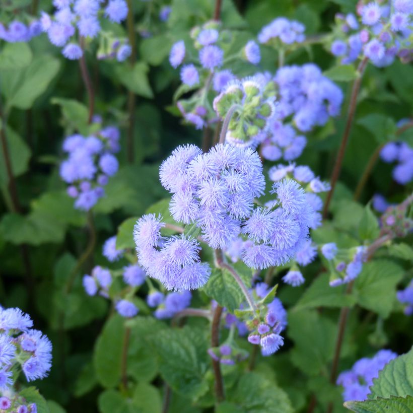 Ageratum houstonianum Blue Bouquet - Bluemink (Flowering)