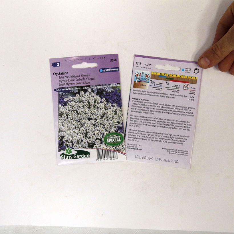 Example of Lobularia maritima Crystallina - Sweet Alyssum seeds per pack of 375 seeds specimen as delivered