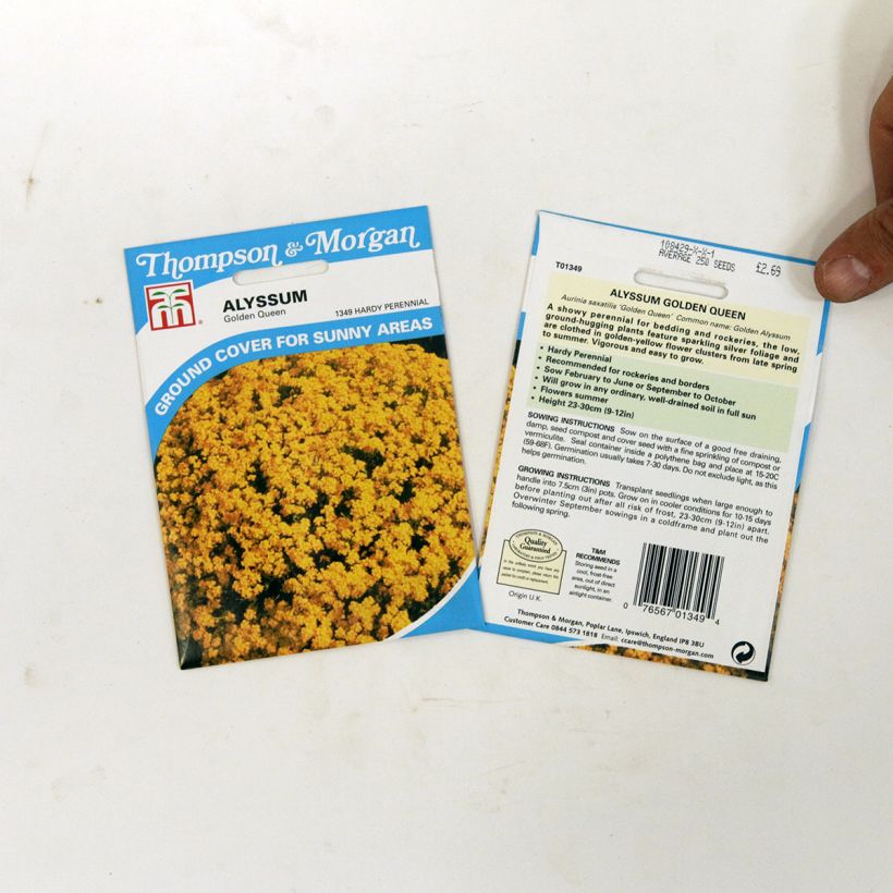 Example of Alyssum saxatile Golden Queen - Basket of Gold per pack of 450 seeds (0,5g) specimen as delivered