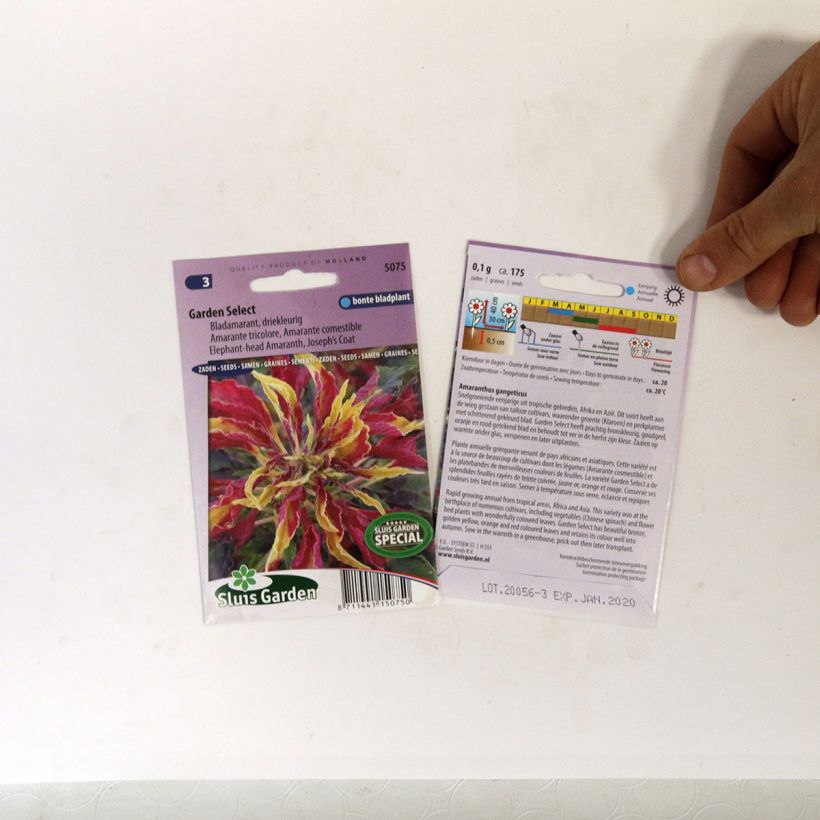 Example of Amaranthus tricolor Garden Select Seeds - Josephs Coat per pack of 150 seeds (0,1g) specimen as delivered