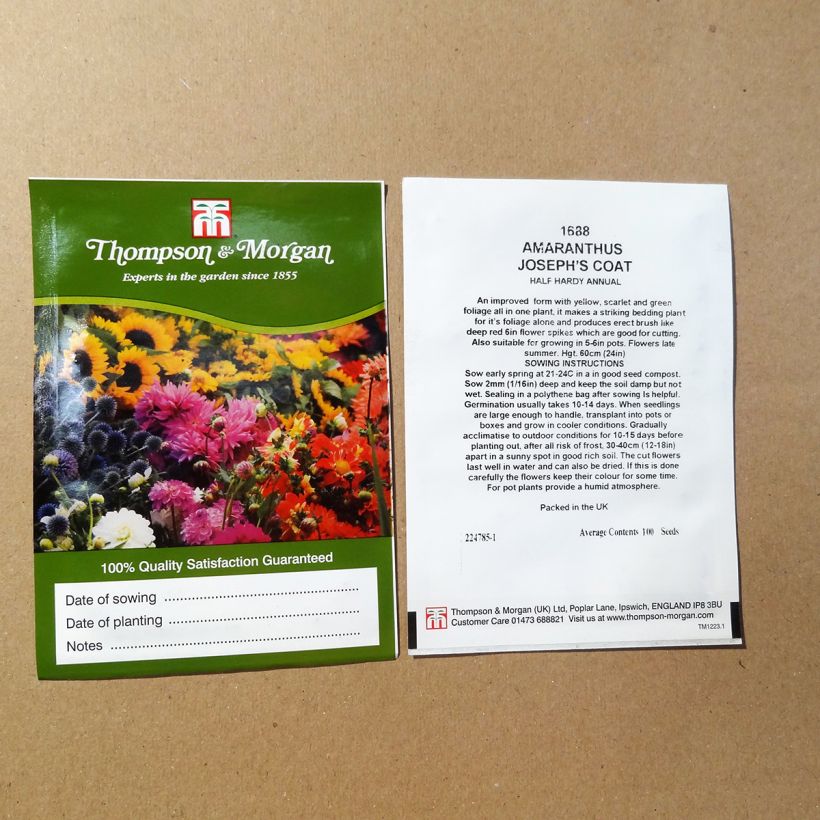 Example of Amaranthus tricolor Joseph's Coat - Amaranth per pack of 100 seeds specimen as delivered