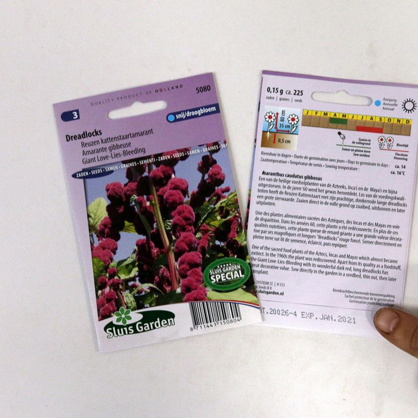 Example of Amaranthus caudatus Dreadlocks Seeds - Love-Lies-Bleeding per pack of 500 seeds (0,4g) specimen as delivered