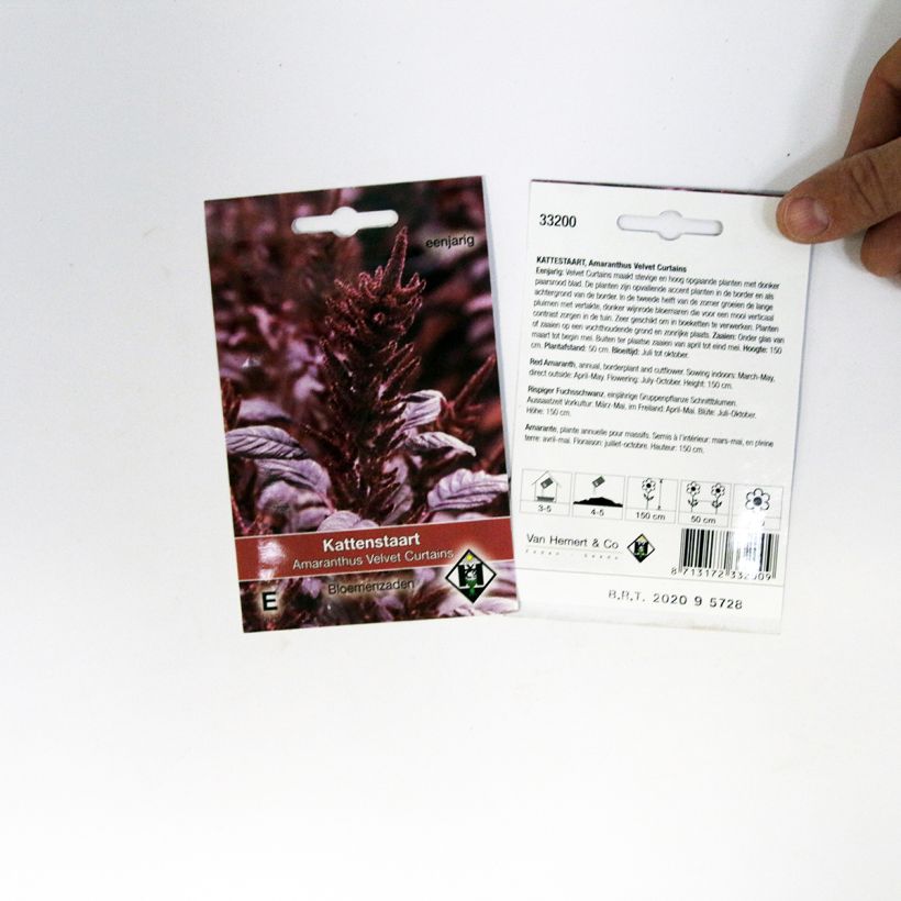 Example of Amaranthus cruentus Velvet Curtains Seeds specimen as delivered