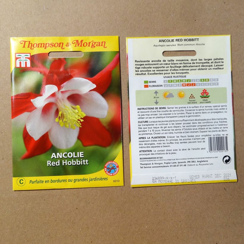 Example of Aquilegia Red Hobbit Seeds - Columbine per pack of 20 seeds specimen as delivered