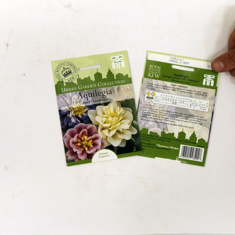Example of Aquilegia Sweet Rainbows- Columbine Seeds per pack of 20 seeds specimen as delivered