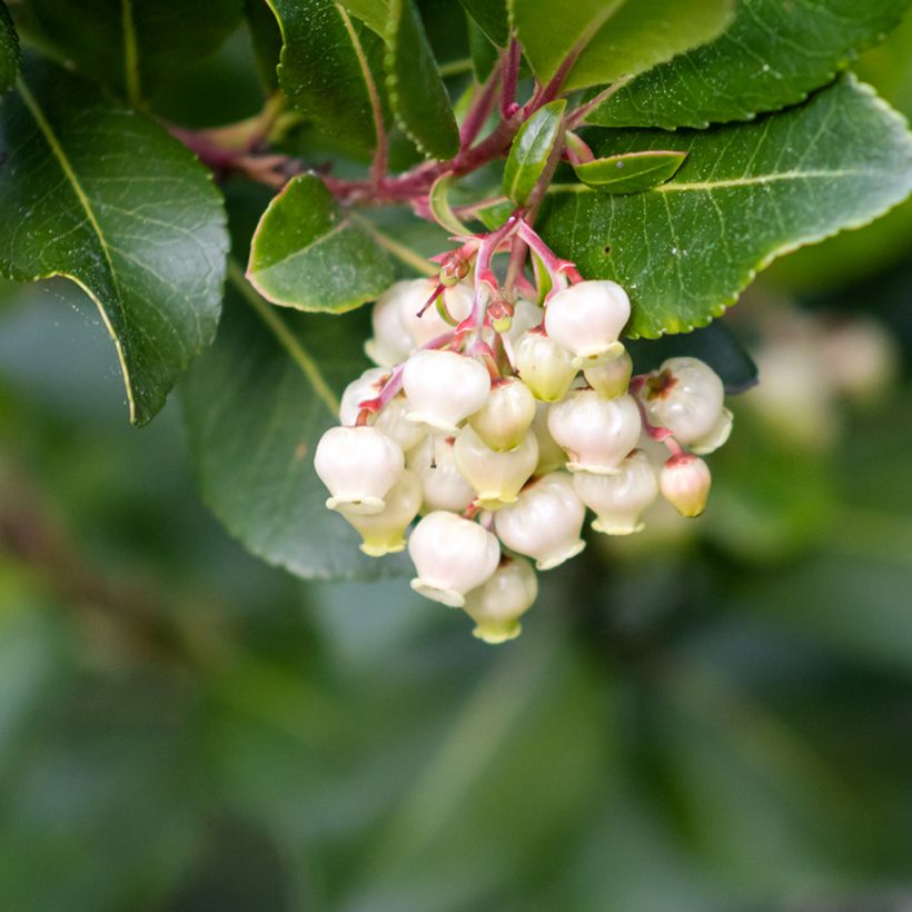 Arbutus unedo seeds - Strawberry tree (Flowering)