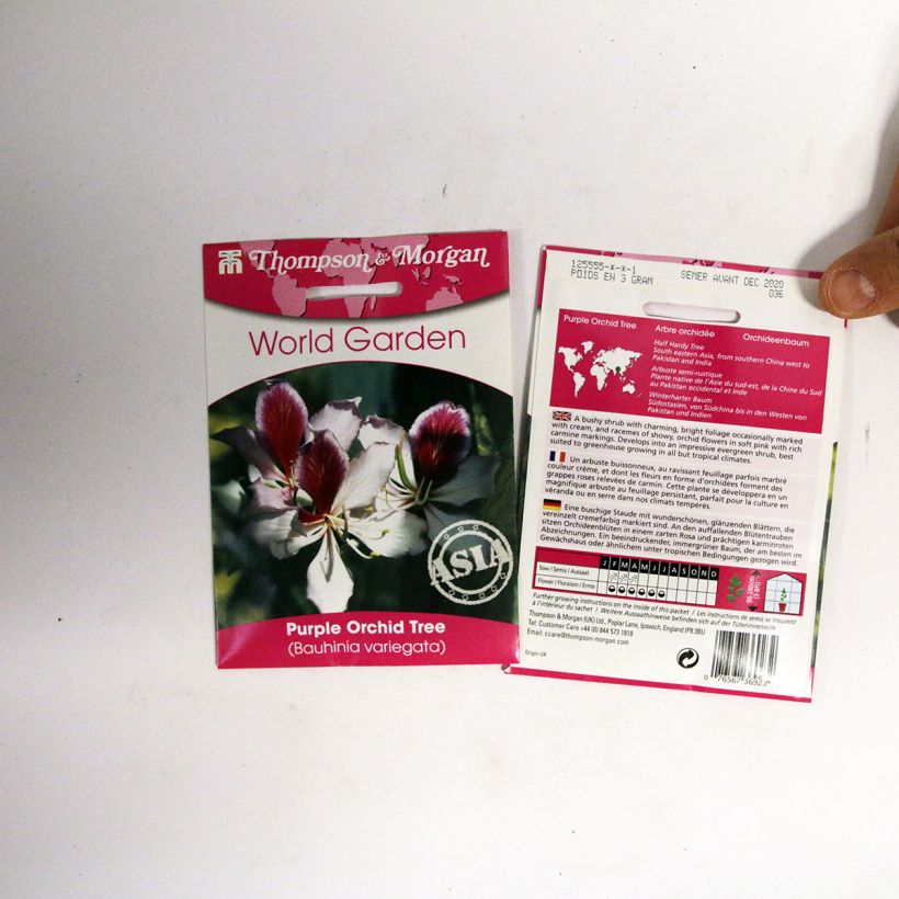Example of Orchid tree Seeds - Bauhinia variegata per pack of 5 seeds specimen as delivered