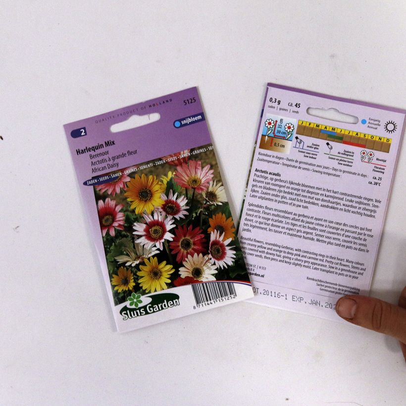 Example of Arctotis acaulis Harlequin per pack of 50 seeds (0,4g) specimen as delivered
