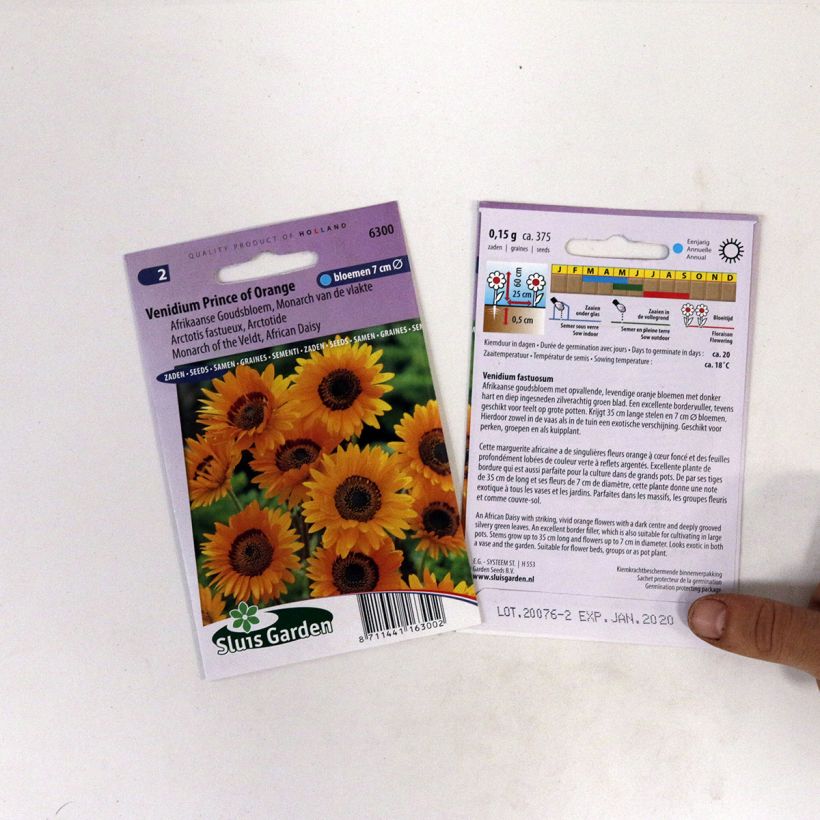 Example of Arctotis Prince of Orange - African Daisy per pack of 450 seeds (0,2g) specimen as delivered