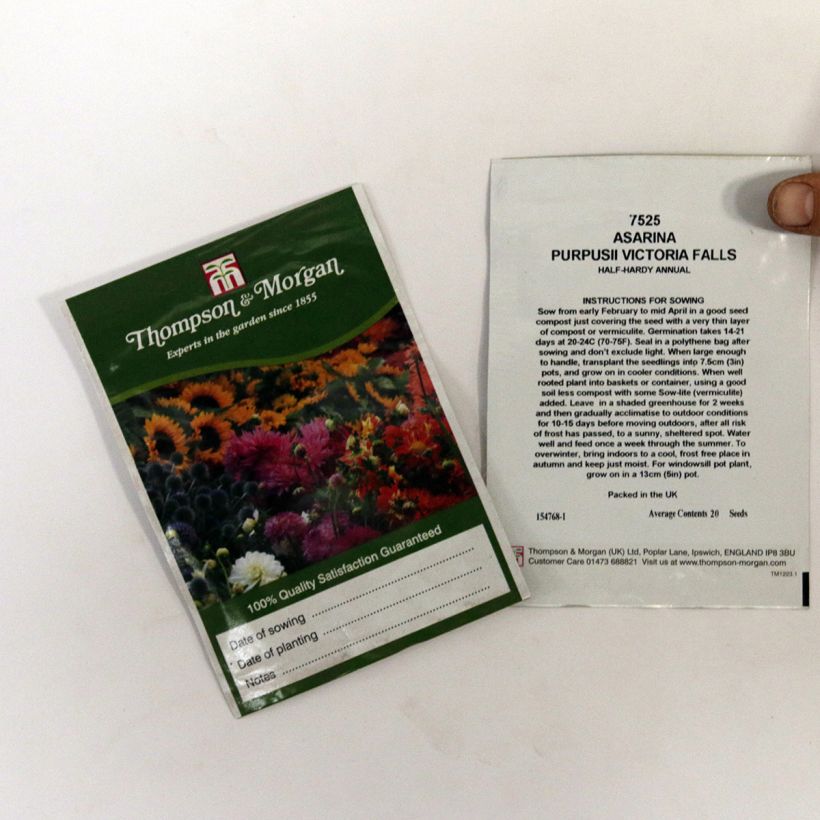 Example of Asarina purpusii Victoria Falls Seeds - Trailing Snapdragon per pack of 20 seeds specimen as delivered