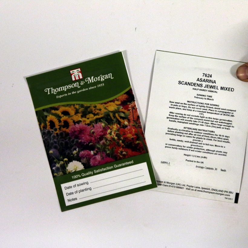 Example of Asarina scandens Jewel Mixed Seeds - Climbing Snapdragon specimen as delivered