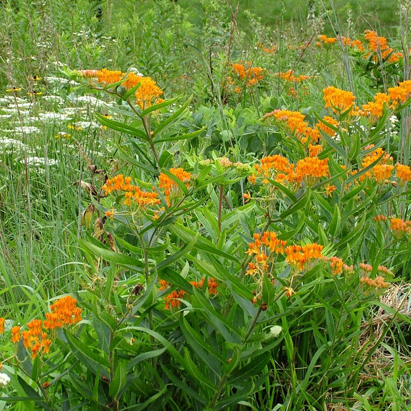 Asclepias tuberosa Seeds (Plant habit)