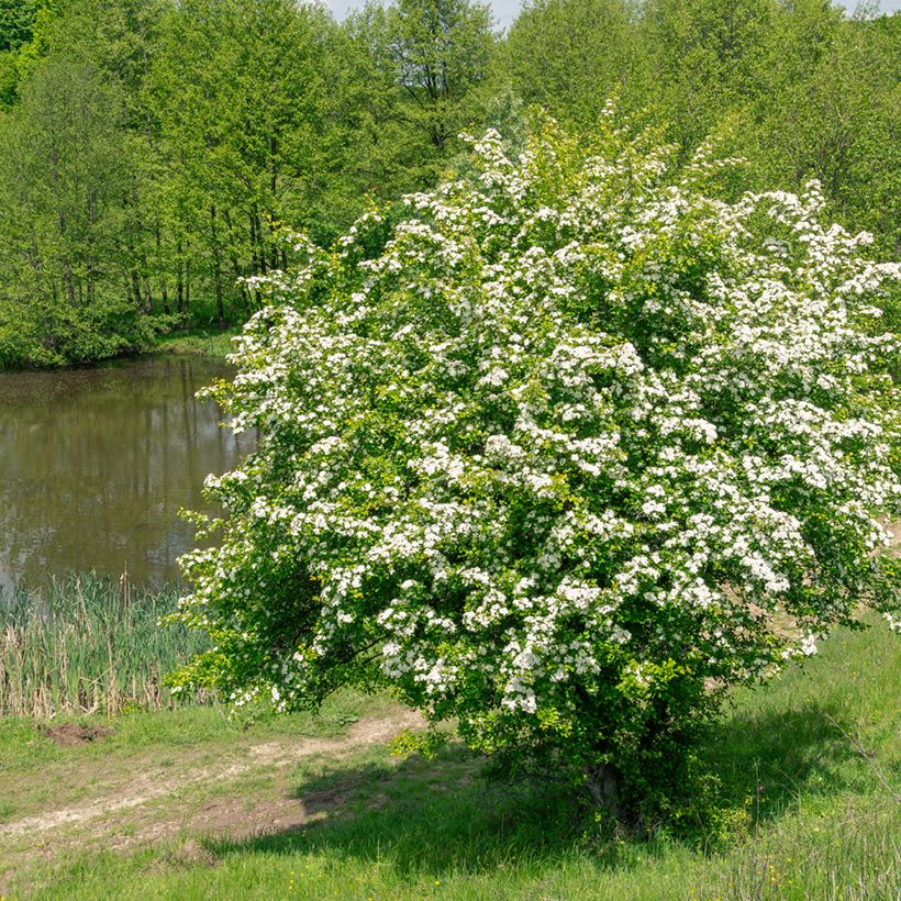 Crataegus monogyna - Hawthorn seeds (Plant habit)