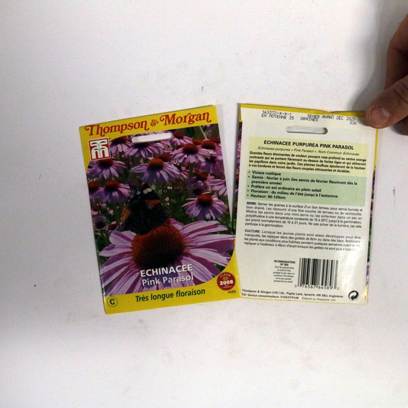 Example of Echinacea Pink Parasol - Purple Coneflower seeds specimen as delivered